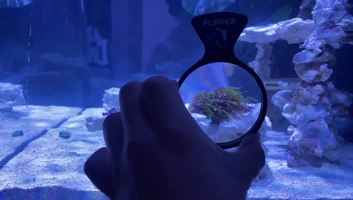 Allow corals to acclimate further and observe for several hours.