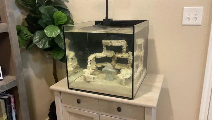 Transport corals carefully to your tank.