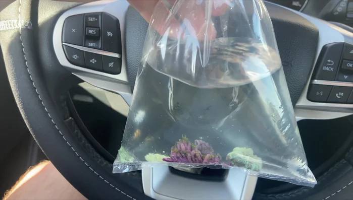 Transport corals carefully to your tank.