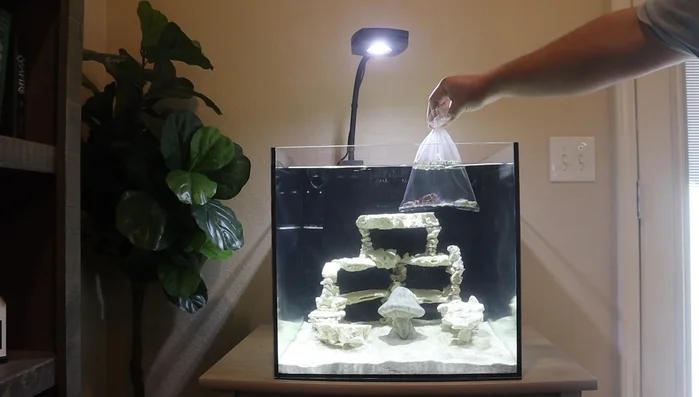 Temp acclimate corals in your tank.