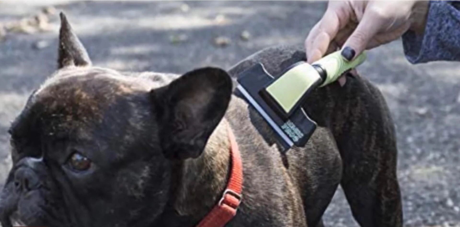 Close-up of the Happy Dog's pet shedding brush