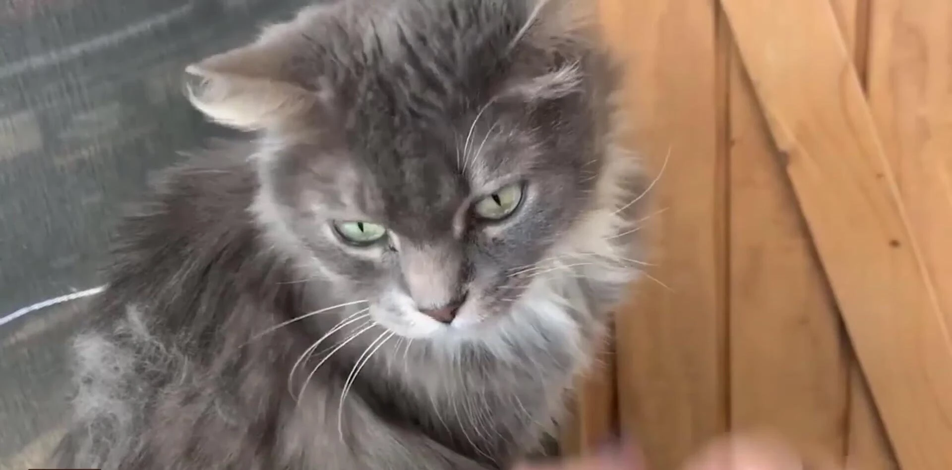 Close-up of Sleek's Original Deshedding Grooming Tool