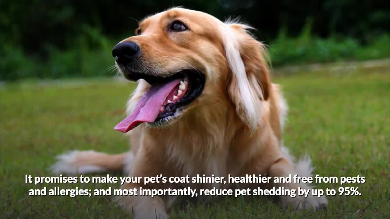 Image depicting a pet with a shiny and healthy coat.