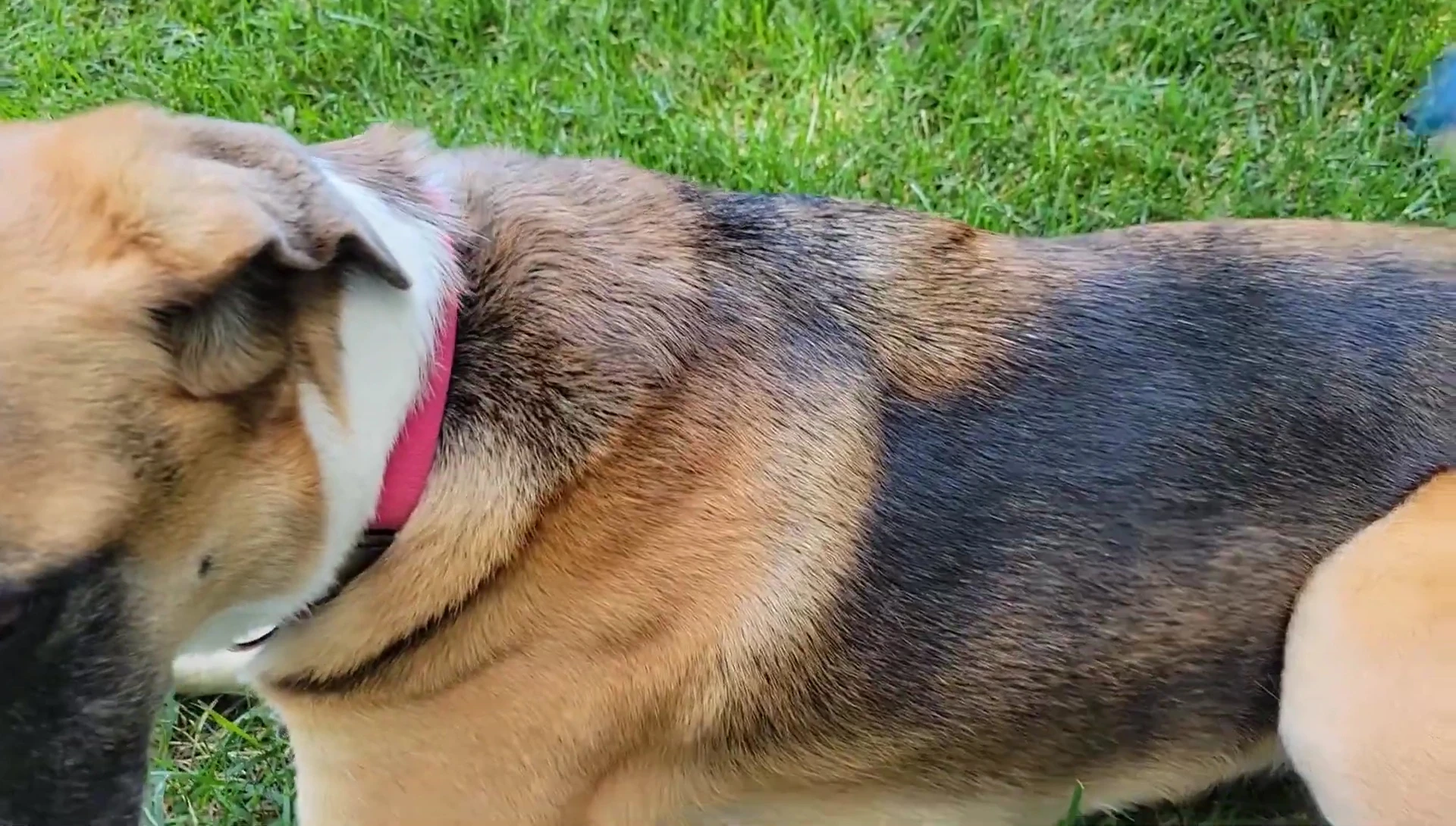 Using the blue FURminator tool on the dog