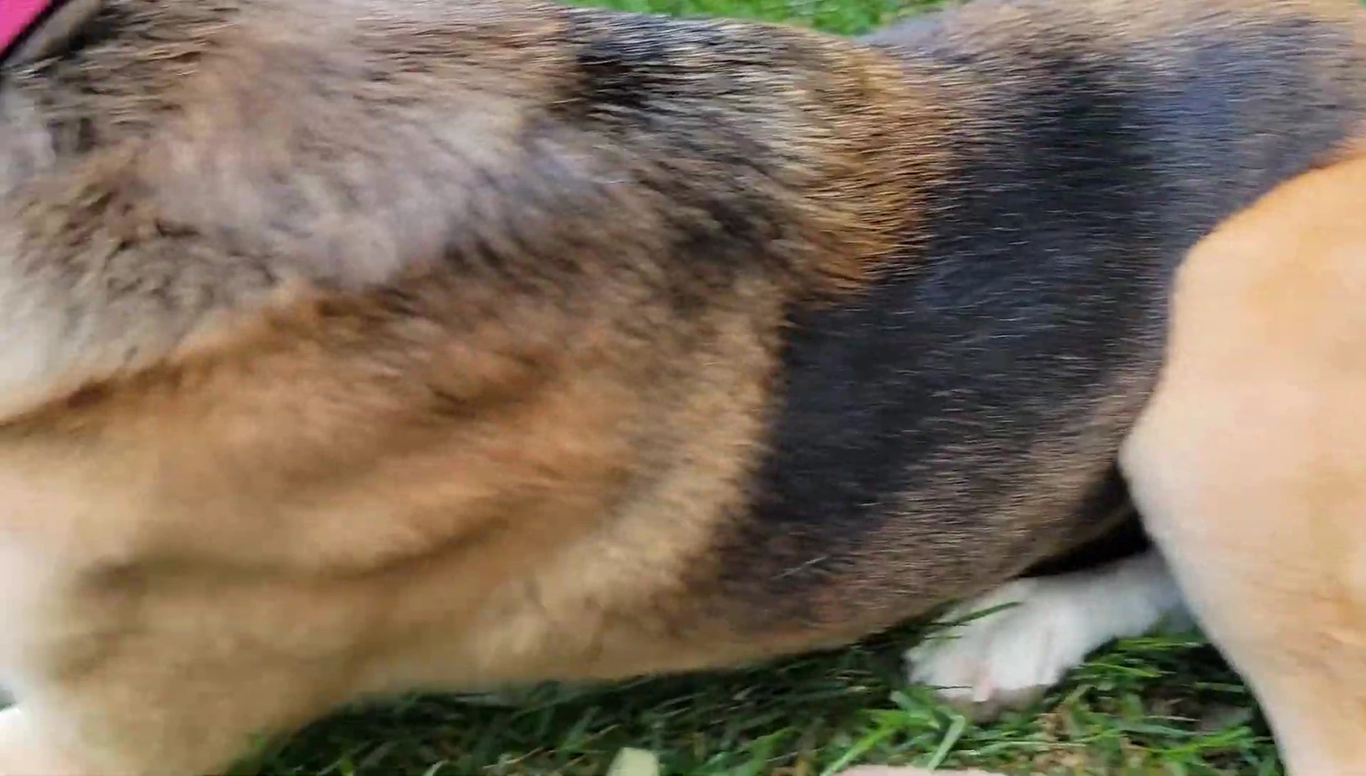 Using the green FURminator tool on the dog