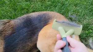 FURminator DeShedding Tools: A Detailed Comparison Review