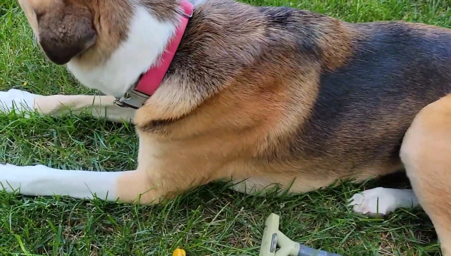 Using the black FURminator tool on the dog