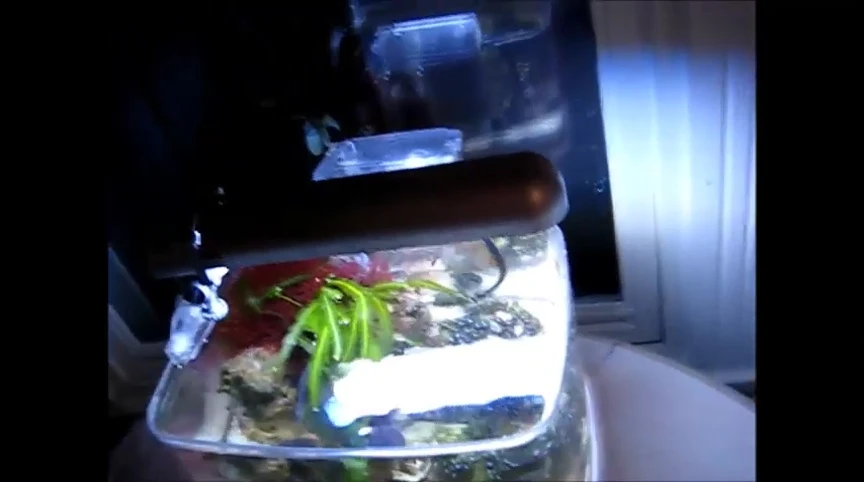 View of the filter and its placement within the tank.