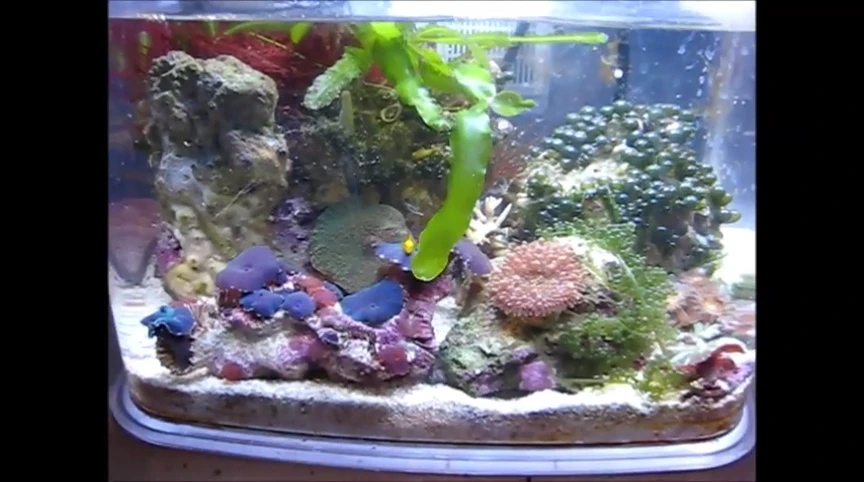 Overall view of the 3-gallon Tom's Deco 3 aquarium.
