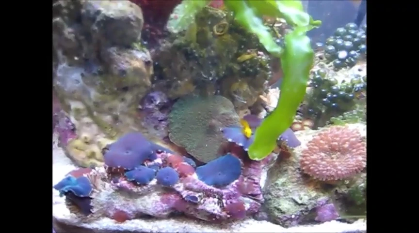 Close-up showcasing the various corals and inhabitants within the tank.