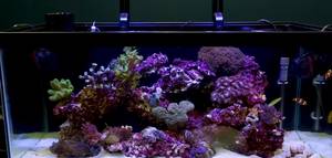 Ultimate Guide to Reef Tank Lighting Setup: Avoid Common Mistakes!