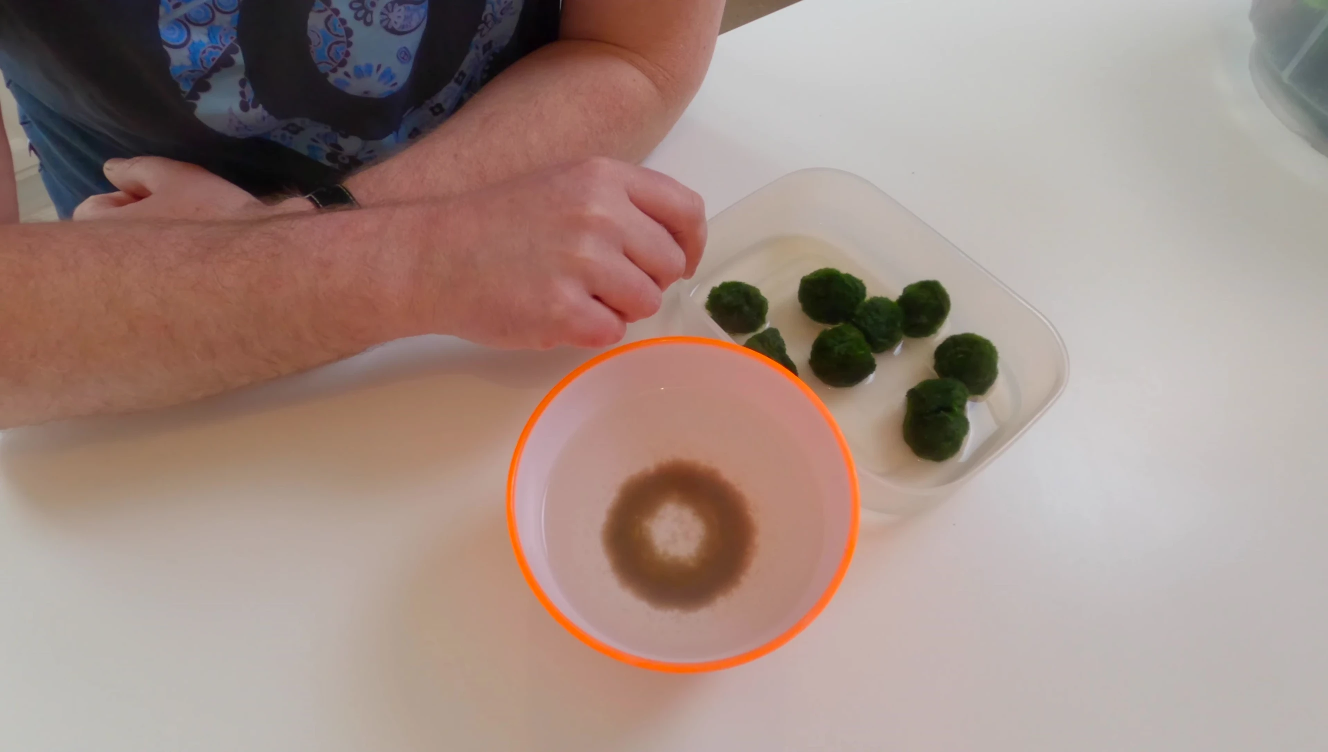 Waste extracted from Marimo moss balls, highlighting their filtering capacity.