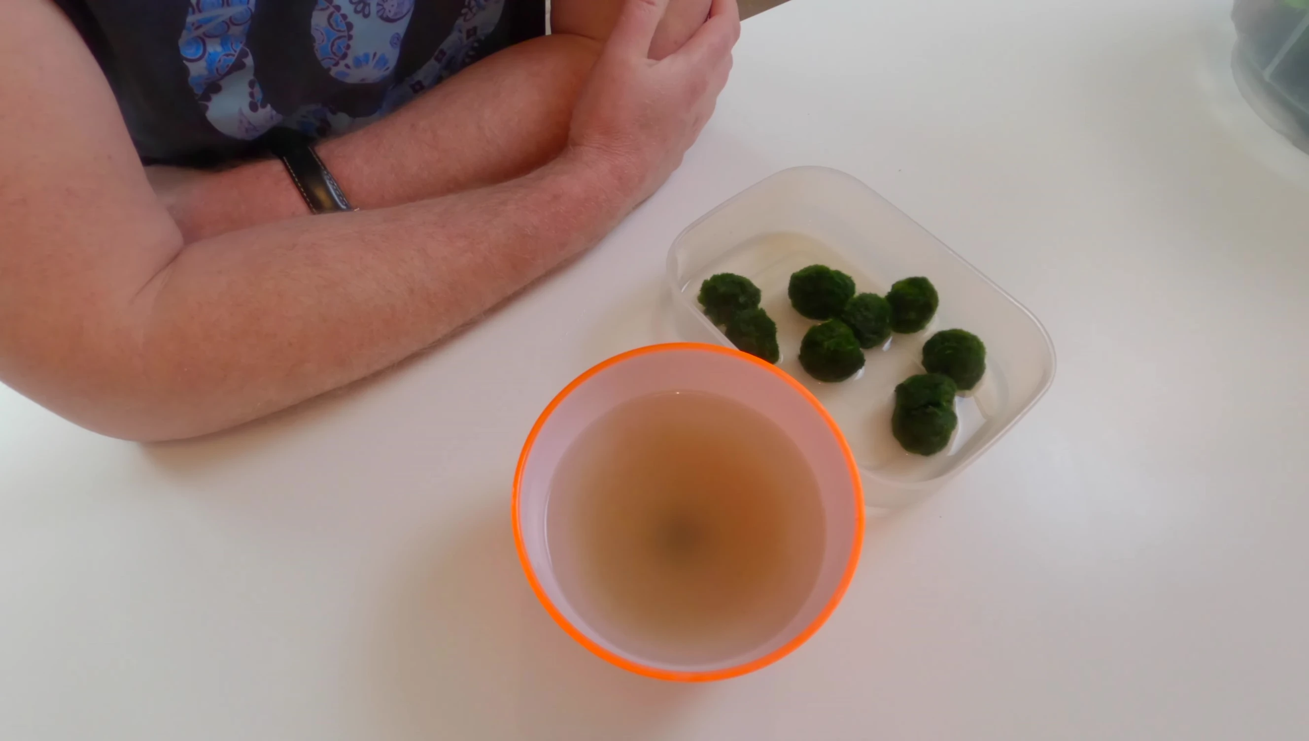 Image of Marimo moss balls in a biOrb.
