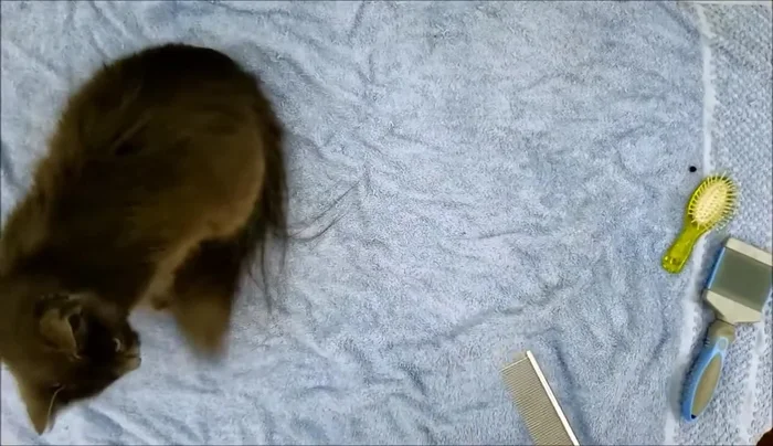 Follow up with a narrow-toothed comb for a more refined grooming session.