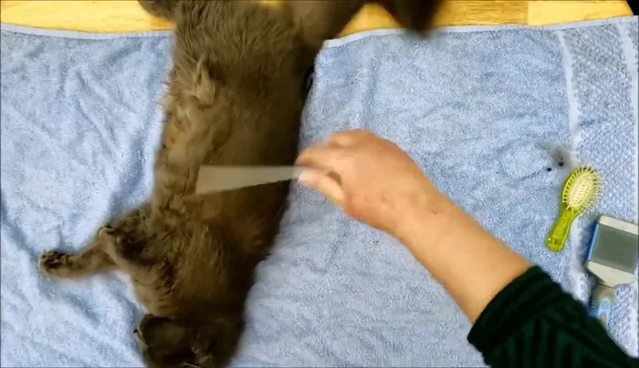 Pay close attention to areas prone to matting: under the legs, armpits, belly, and around the tail.