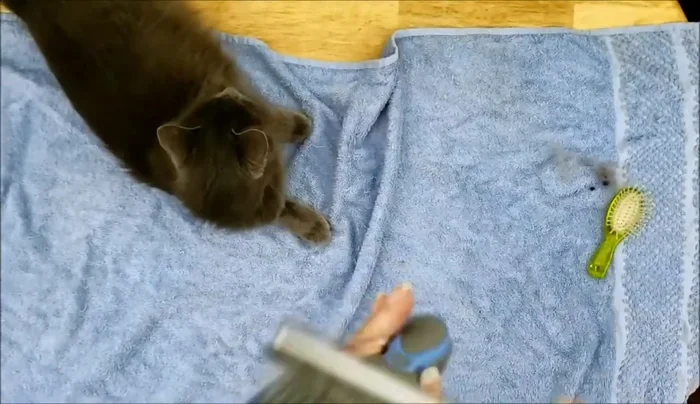 Clean the slicker brush using the comb to remove excess fur.