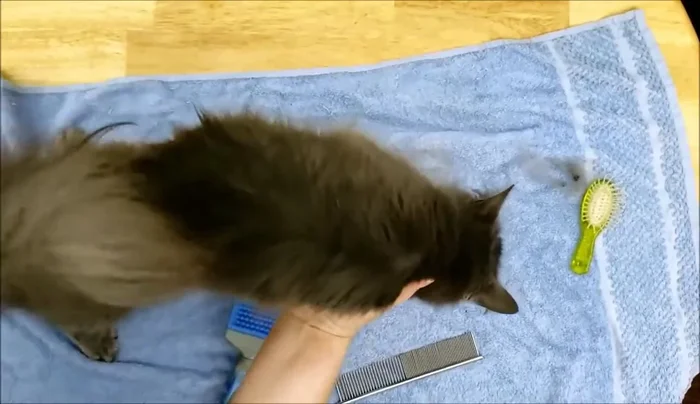 Gently lift paws and brush underneath, using distraction techniques if needed.