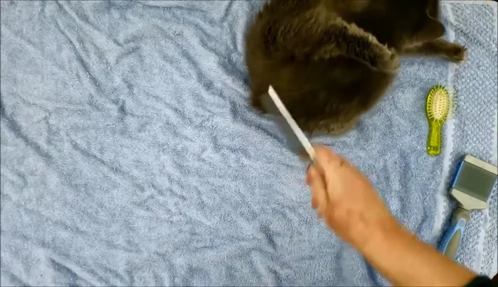 Follow up with a narrow-toothed comb for a more refined grooming session.