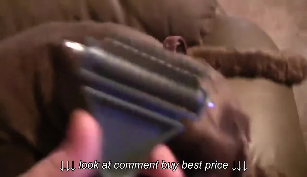 The reviewer preparing to use the comb on their Cocker Spaniel.