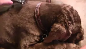 Hertzko Dematting Comb Review: Is This Pet Grooming Essential Worth It?