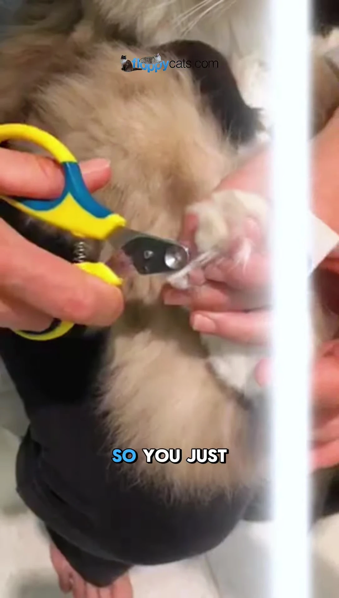 Demonstrating how to insert the claw and cut with the clippers.