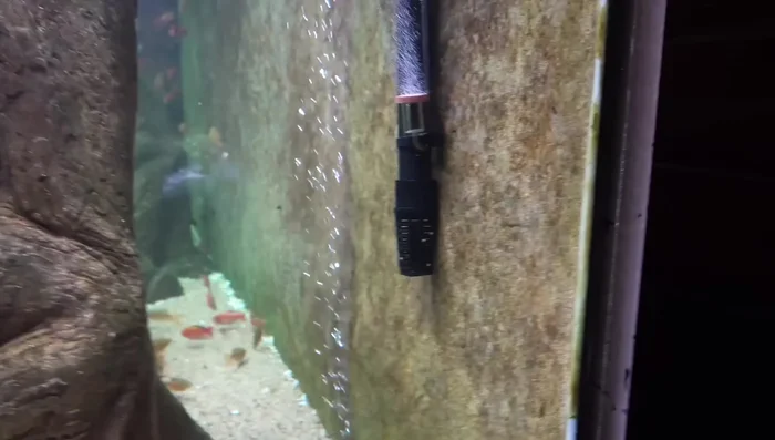 Bacteria Bloom: Do nothing! This is usually temporary and indicates a healthy cycling process. Let it run its course (1-2 weeks).