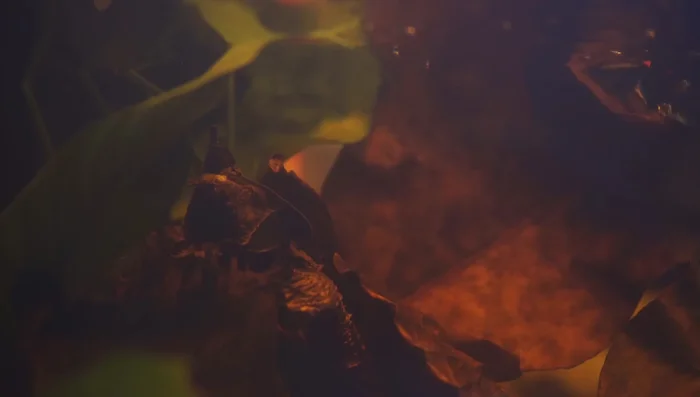 Organic Waste (Quick Fix): Use a water clarifier to clump particles for easier removal.