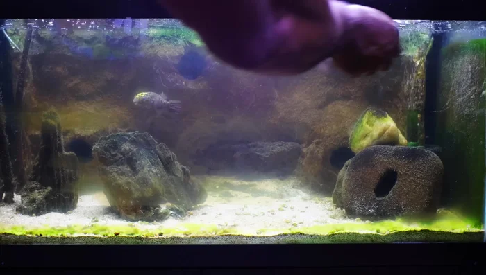Glass/Acrylic Buildup: Clean the inside and outside surfaces of the aquarium glass using a mag float scraper or similar tool.