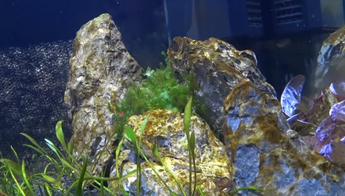 **Patience and Aquarium Maturation:** Let the aquarium's natural ecosystem develop. The brown algae bloom is often a temporary phase in the cycling process.