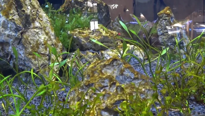 **Targeted Cleaning:** Clean only the glass, avoiding scrubbing rocks and decorations to prevent restarting the diatom growth cycle.