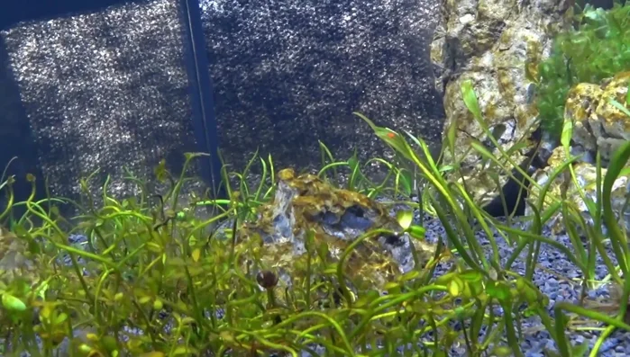 **Introduce Algae Grazers:** Add suitable organisms to consume diatoms. Options include Otocinclus catfish (for smaller tanks), larger fish like Siamese Algae Eaters, or Nerite snails. The choice depends on your tank size.