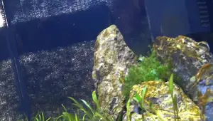 Conquer Brown Algae: The Natural Aquarium Maturation Method