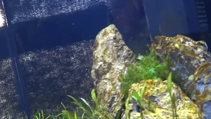 Conquer Brown Algae: The Natural Aquarium Maturation Method
