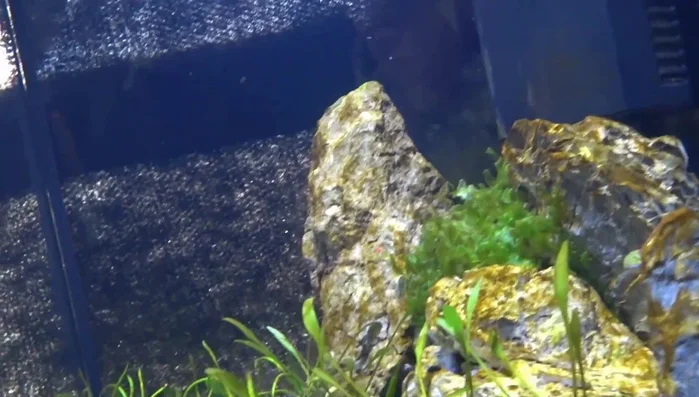 **Increase Water Flow:** Enhance water circulation to prevent diatom settlement on surfaces. Consider adding powerheads, but be mindful of tank size and inhabitant preferences.