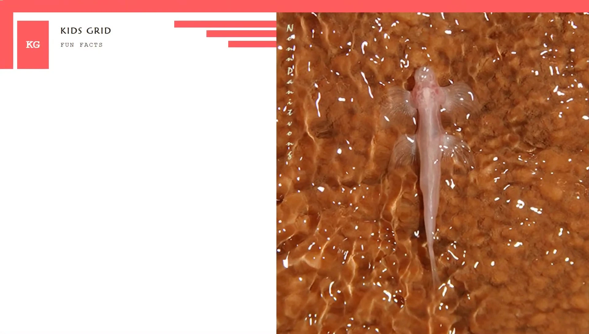 A Kryptotora thamicola climbing a waterfall or rock surface, showcasing its unique locomotion.