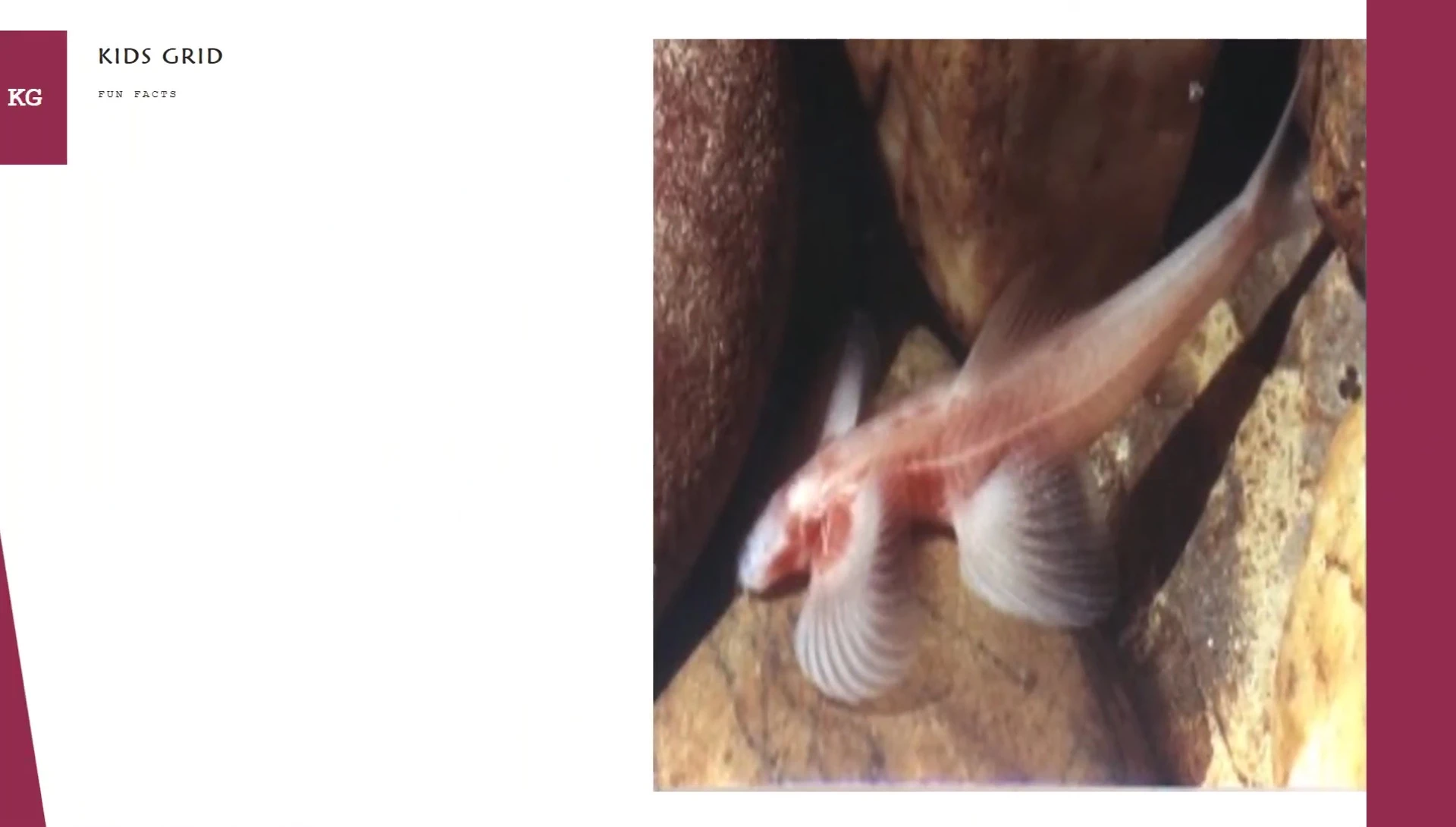Close up of the fish's pelvic girdle and vertebral column, highlighting its skeletal structure.