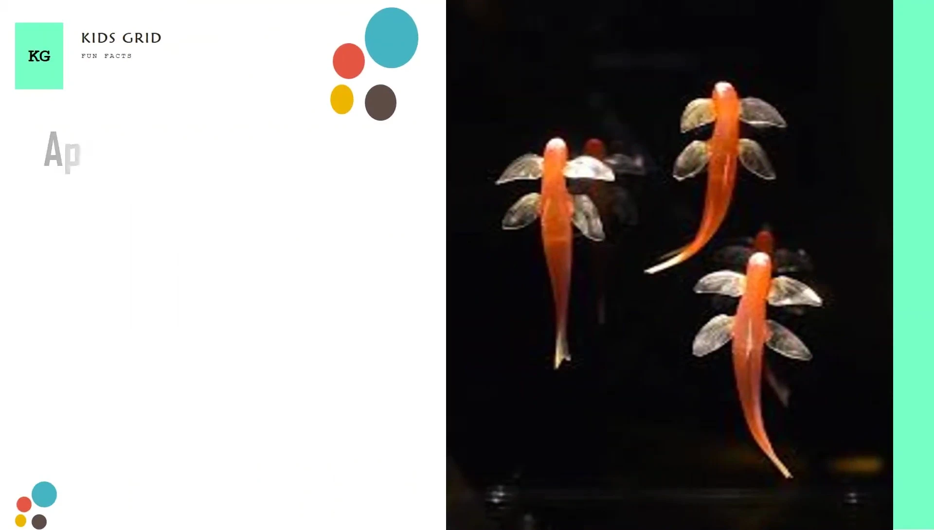 Image showing the fish's pale, almost translucent appearance, emphasizing its lack of pigmentation.