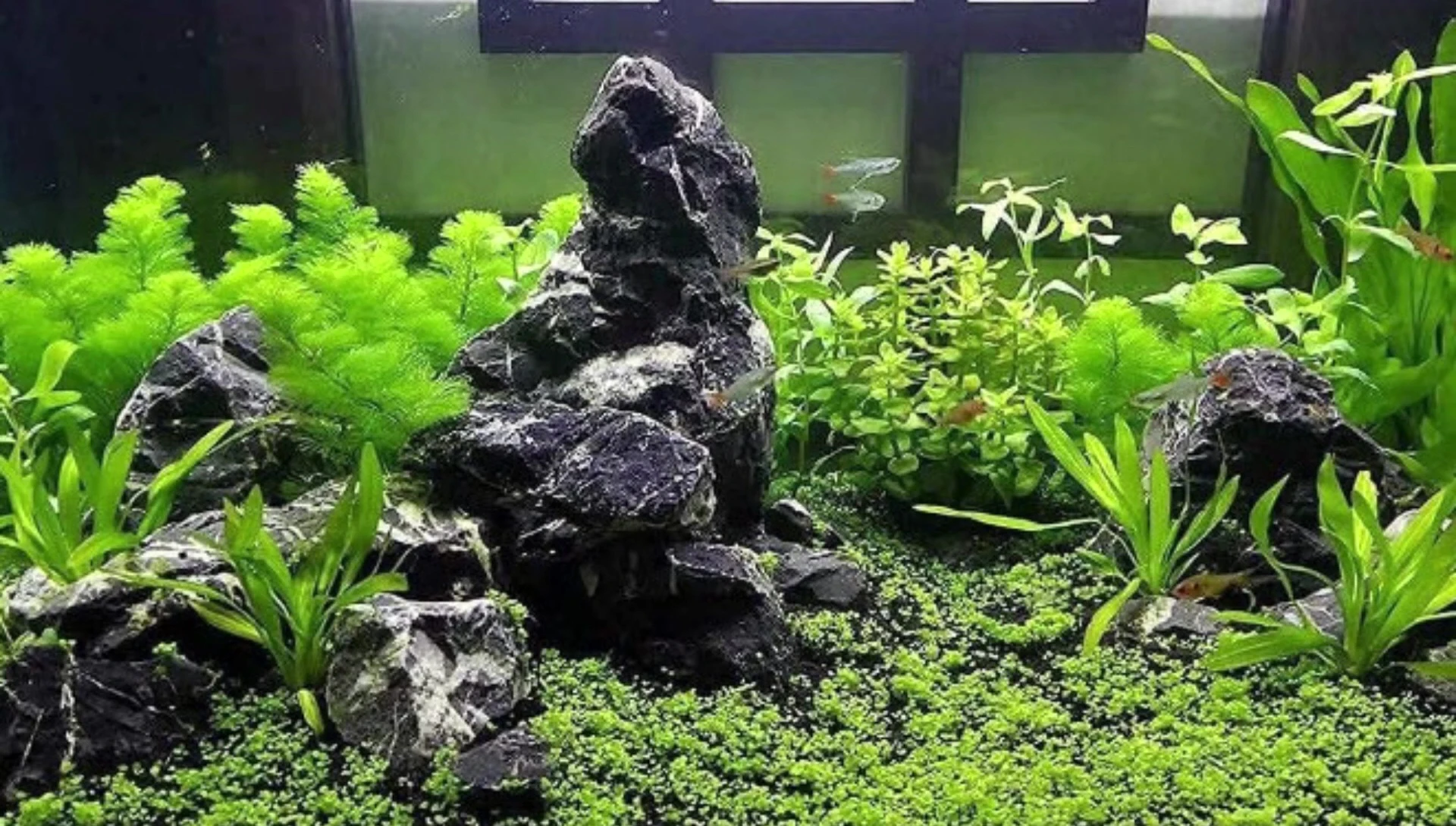 Example of an aquascape featuring the H2 Pro Series rocks, showing their use in creating a visually striking layout.
