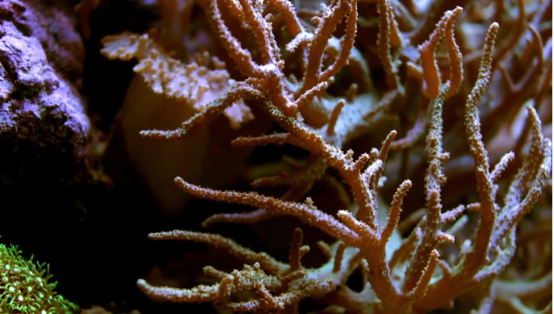 An example of an aquascape incorporating the Karapsia Rock Shelf, showing its use as a central feature.