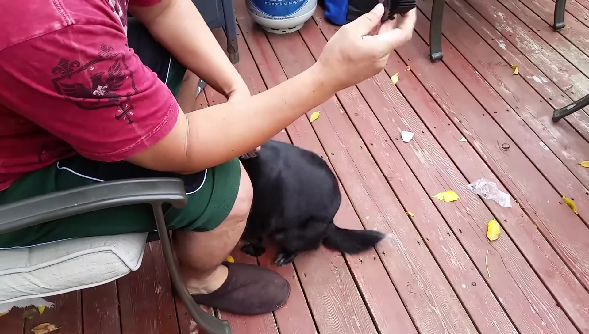 The narrator choosing a guard for the dog's hair