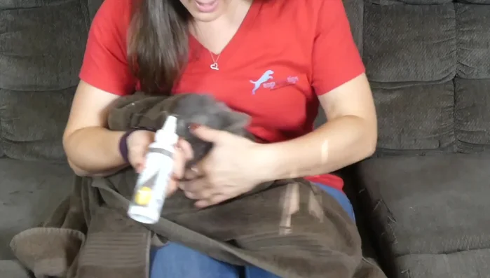 Use a piece of gauze to gently wipe the ear canal and the outer ear flap.