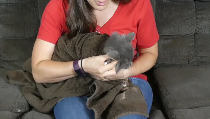 Use a piece of gauze to gently wipe the ear canal and the outer ear flap.