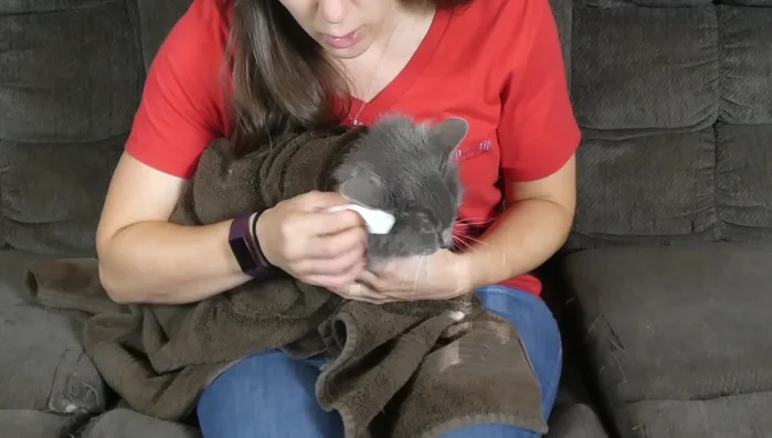 Use a piece of gauze to gently wipe the ear canal and the outer ear flap.