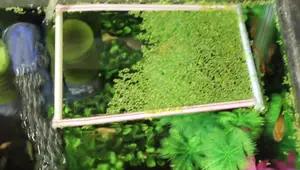 Duckweed for Ponds & Aquariums: An Online Purchase Review