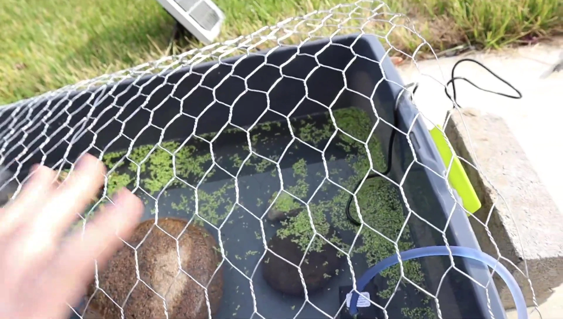 Duckweed absorbing nutrients