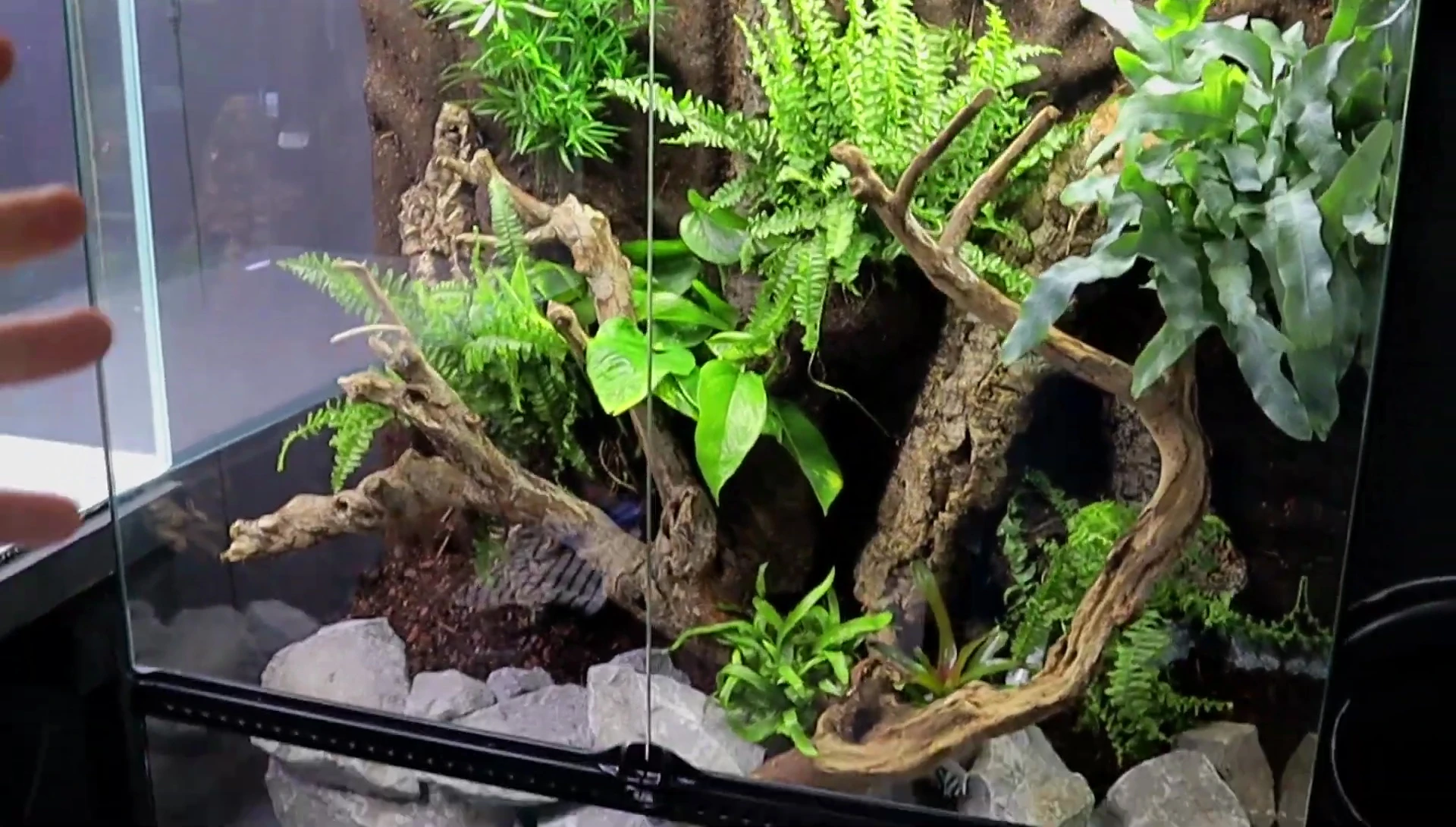 A shot of the new Asian-themed aquarium under construction.