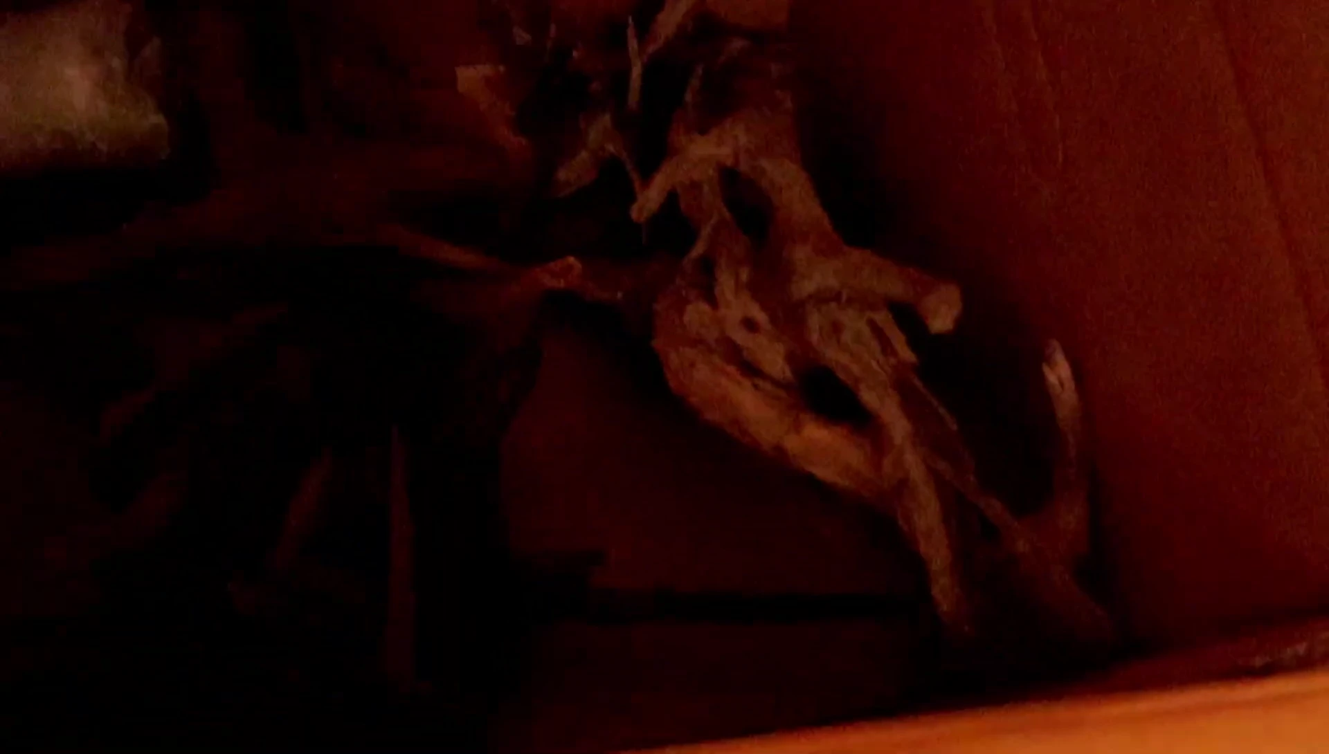 Close-up of the new wood piece for the aquarium.