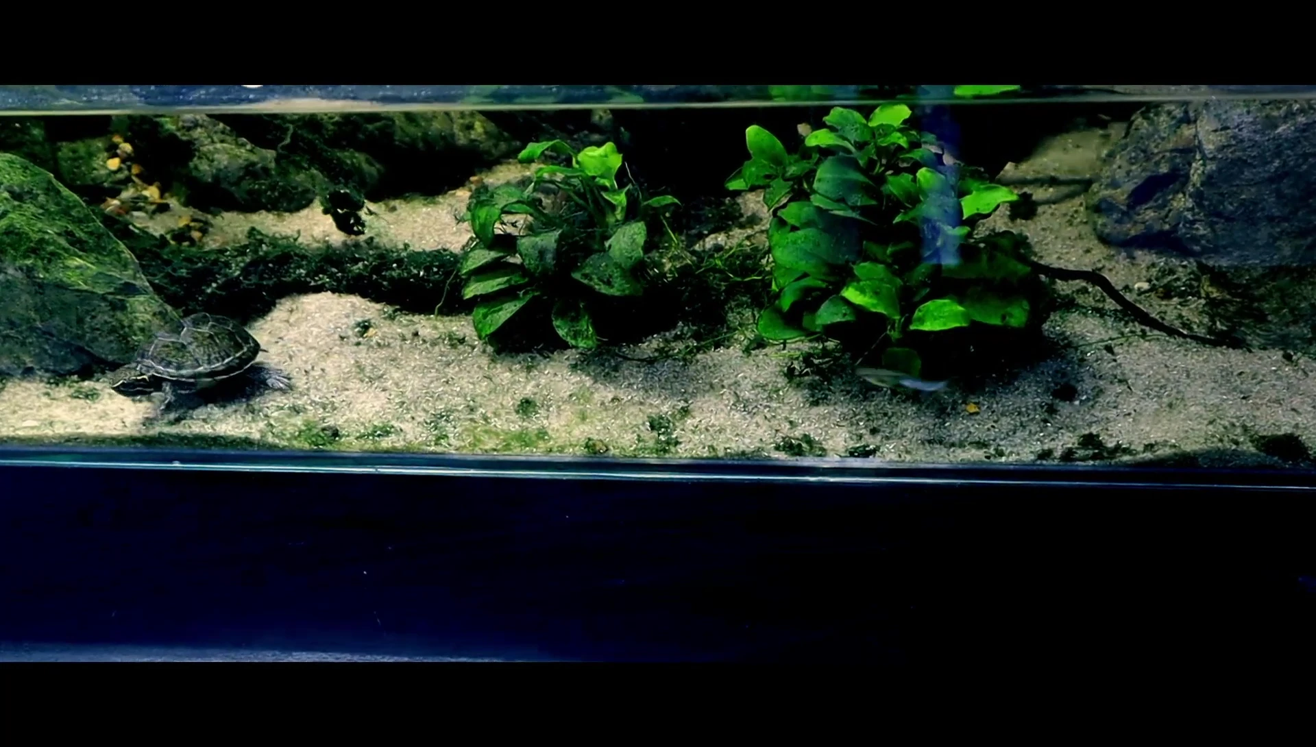 Close-up of Timmy's tank showing the cyanobacteria.