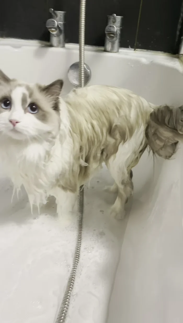 Apply Muttony's Berry Blue shampoo for whites. This helps maintain the white color of the fur.