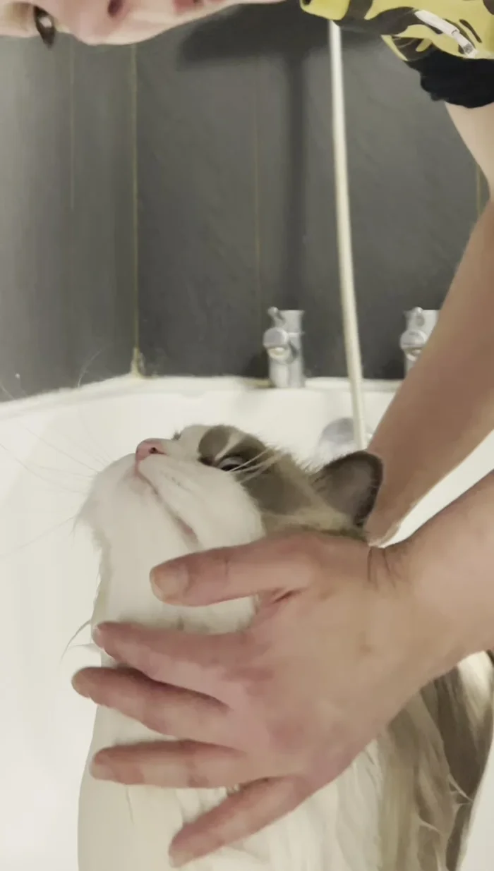 Comb out knots with a tangle teaser comb while the fur is wet.
